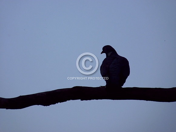 Pigeon Silhouette