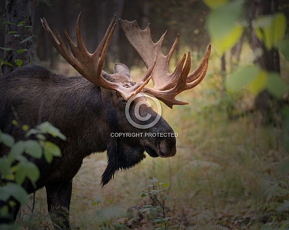 Bull moose stalking a cow during rut Bull moose stalking a cow during rut