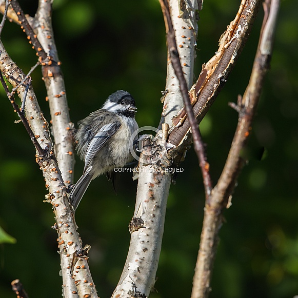 Black-Capped Chickadee Hiding Seeds Black-Capped Chickadee Hiding Seeds
