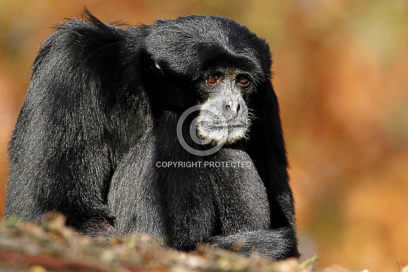 Siamang Siamang
