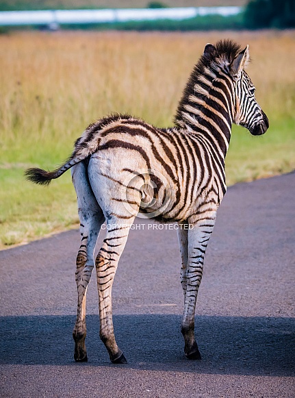 Zebras Zebras