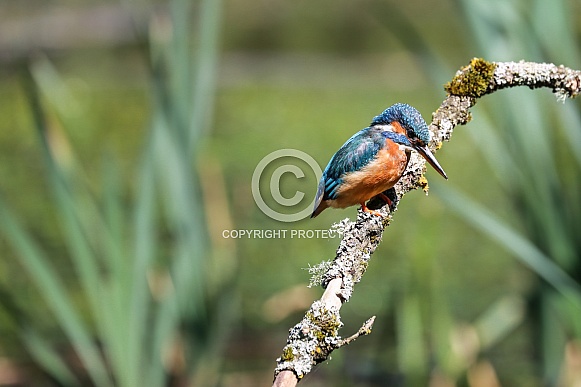 European Kingfisher