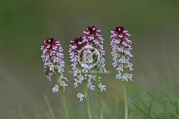 Burnt tip Orchid