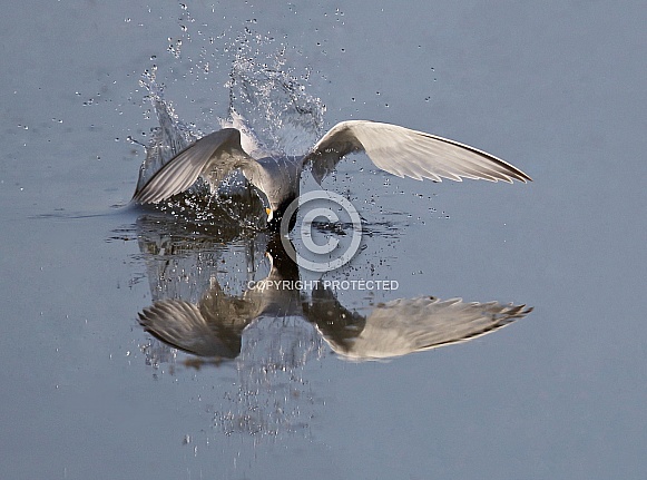 Little Tern Little Tern