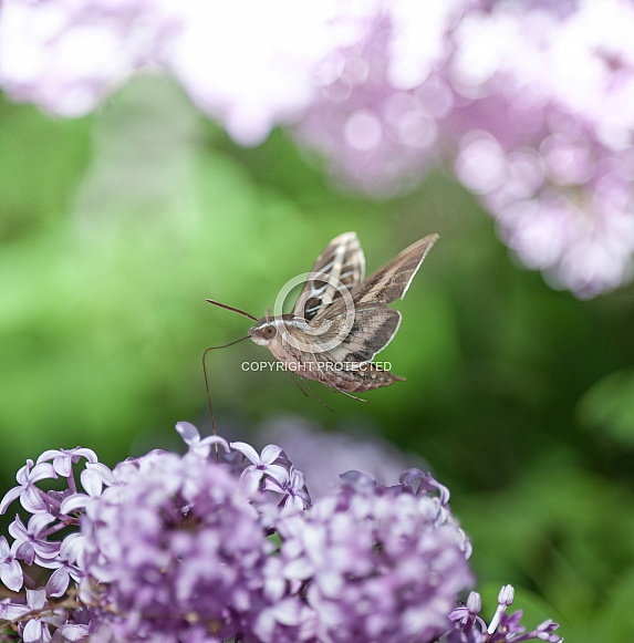Hummingbird hawkmoth
