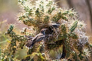 Cactus Wren