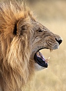Lion (Panthera leo) - Savuti - Botswana