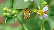 detail of honeybee - Apis Mellifera -european or western honey bee in flight
