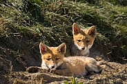 Red fox cub/cubs in nature