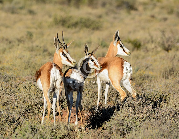 Springbok