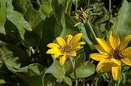 Carey's Balsamroot (Balsamorhiza careyana)