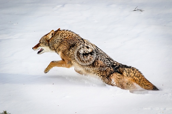 Coyote in winter snow