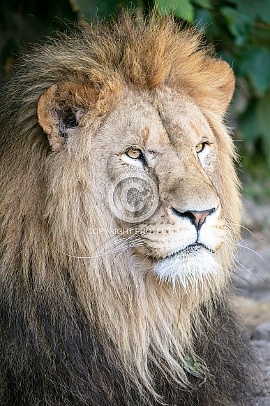 Lion (Panthera Leo) Lion (Panthera Leo)