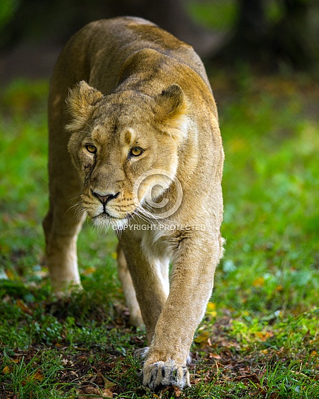 Lioness