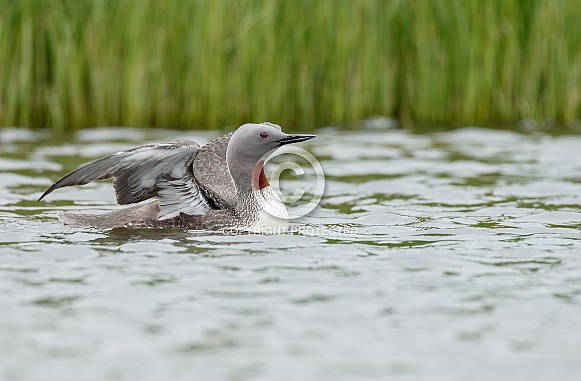 The red-throated loon (North America) or red-throated diver (Britain and Ireland) The red-throated loon (North America) or red-throated diver (Britain and Ireland)