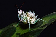 Spiny Flower Mantis