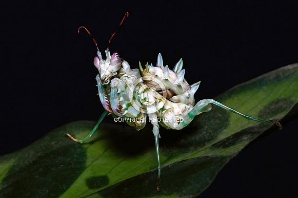 Spiny Flower Mantis