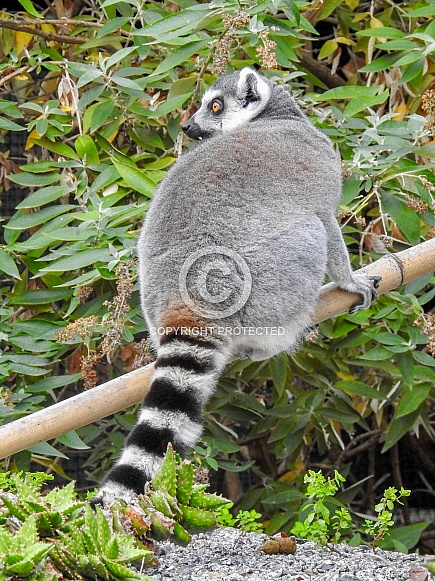 Ring-tailed Lemur
