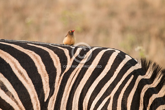 Red-billed oxpecker Red-billed oxpecker
