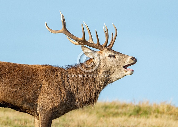 Red Deer Stag Red Deer Stag