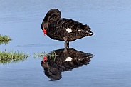 Swan---Black Swan