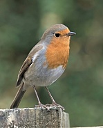 European Robin