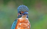Kingfisher portrait