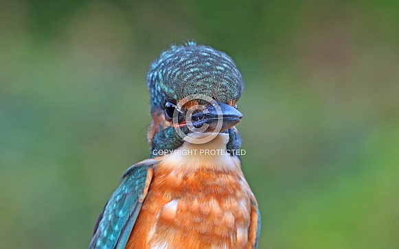 Kingfisher portrait Kingfisher portrait