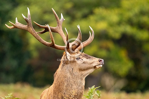 red deer
