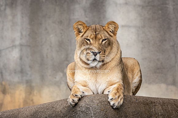 Female African Lions Female African Lions