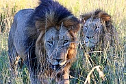 Lion brothers ruling the wild