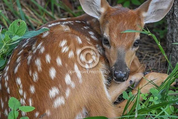 Fawn