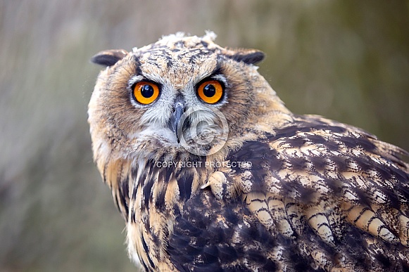 Eurasian Eagle Owl (Bubo Bubo)