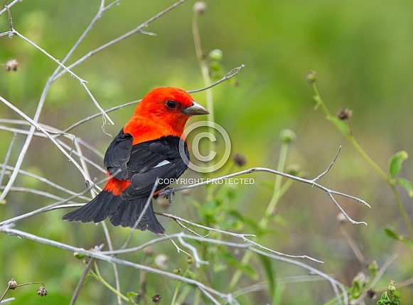 Scarlet Tanager Scarlet Tanager