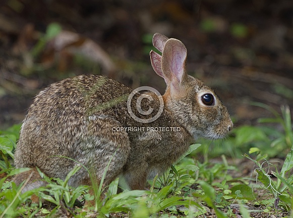 Marsh Rabbit