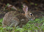 Marsh Rabbit