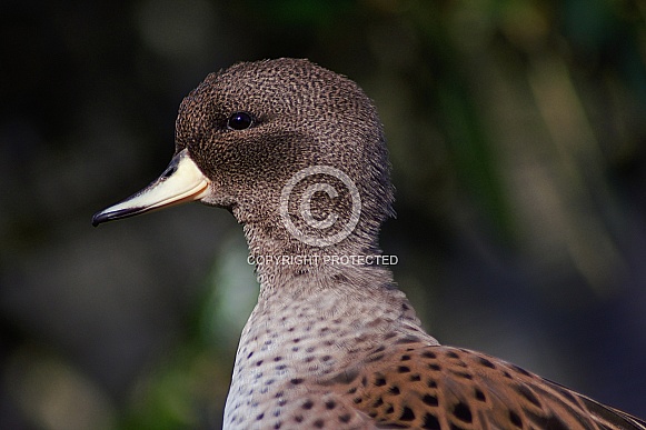 Brown Teal Brown Teal