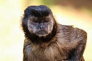 Brown Capuchin
