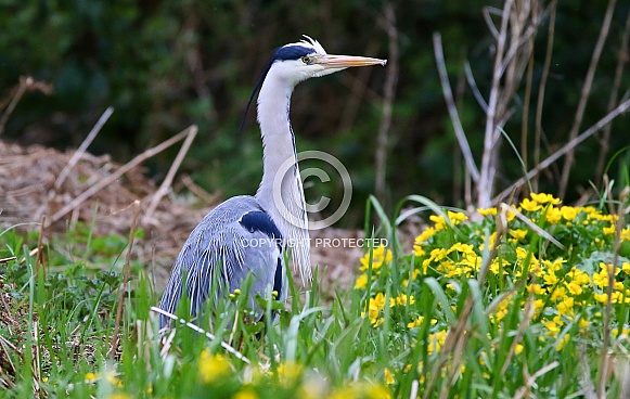 Grey Heron
