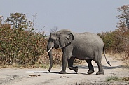 Bull elephant walking in side profile
