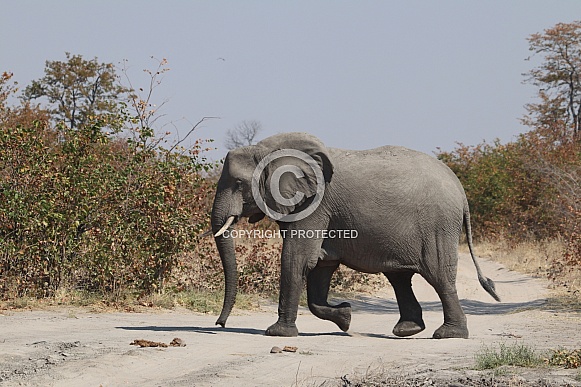 Bull elephant walking in side profile Bull elephant walking in side profile