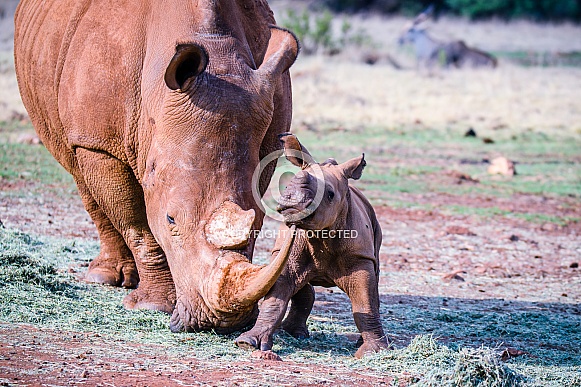 White Rhino mother and calf