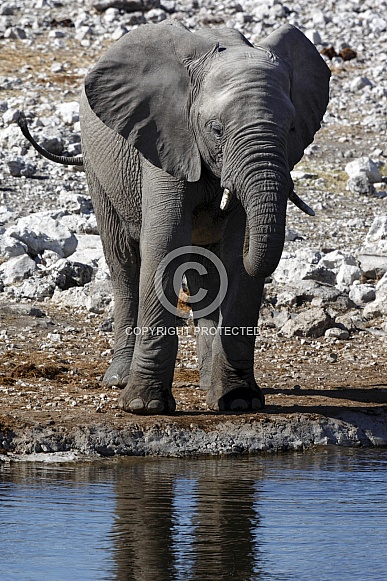 African Elephant - Namibia