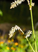 Close up of white blooms of Cottonweed - Froelichia floridana a common species in Florida