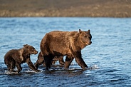 Bears crossing the water while fishing