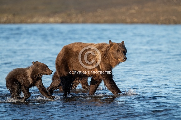 Bears crossing the water while fishing