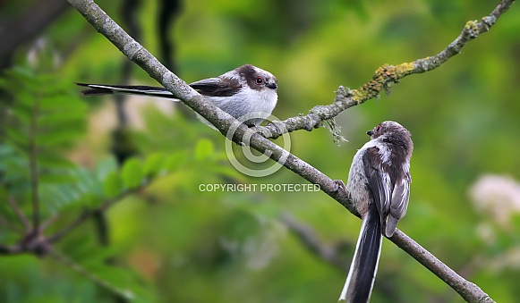 Juvenile Long tailed tits Juvenile Long tailed tits