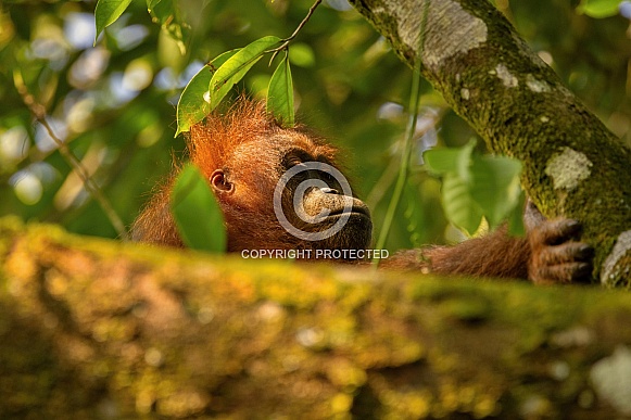 Sumatran orangutan in the nature habitat