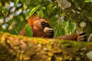 Sumatran orangutan in the nature habitat