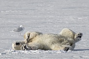 Polar Bear